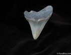 Pretty Inch Megalodon Tooth #112-1